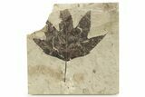 Beautiful Fossil Sycamore (Macginitiea) Leaf - Utah #263317-1